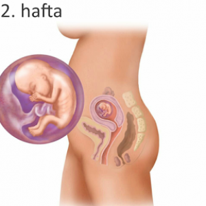 Hamileliğin 12. haftası