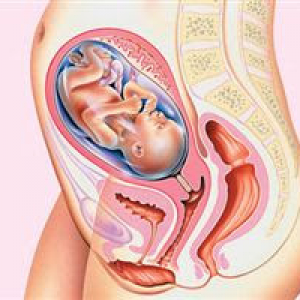 Hamileliğin 24. haftası
