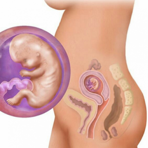 11 Week Of Pregnancy
