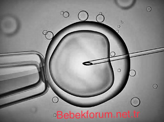 tüp bebek.jpg