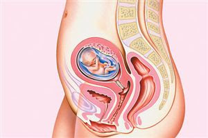 hamileliğin 14. haftası