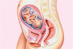 Hamileliğin 25. haftası