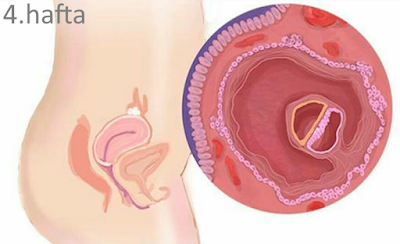 Hamileliğin 4. Haftası